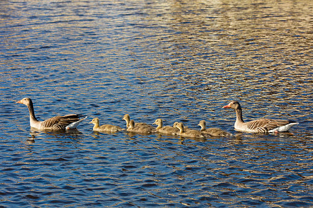 Swimming Duck Family At Kinderdijk The Netherlands.
