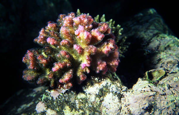 istock Raspberry Coral on a Coral Reef in the Red Sea. 522781384