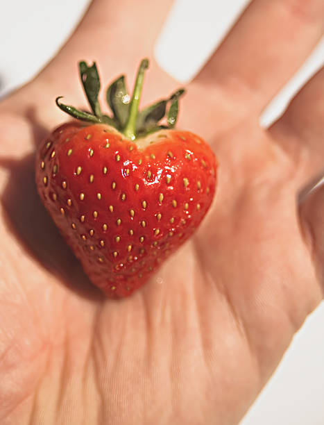 Heart shaped Strawberry in hand. stock photo