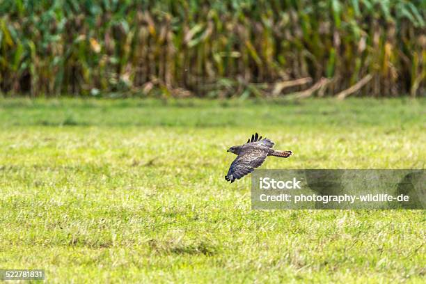 Flight Stock Photo - Download Image Now - Aircraft Wing, Animal, Animal Attribute