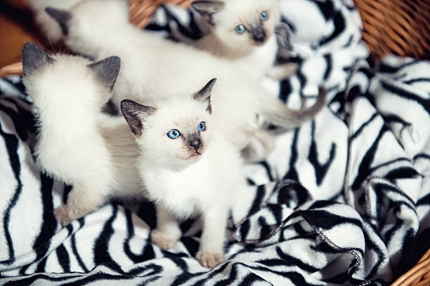 Siamese White Kittens Laying in the Basket. Bright blue eyes of a Siamese kitten with sibblings in a basket.