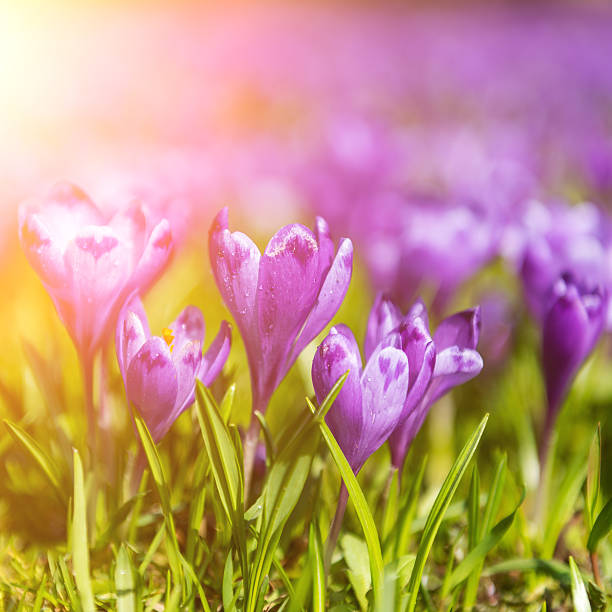 violet flores da primavera na luz do sol - crocus violet flower purple - fotografias e filmes do acervo