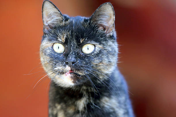 istock Head shot of a tabby cat with green eyes 522783592