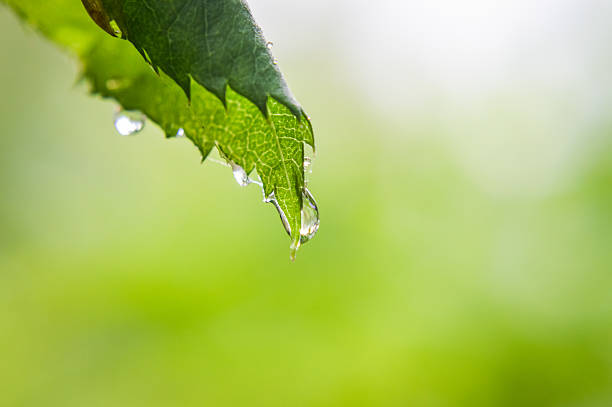 Photo of raindrops on a rose leaf