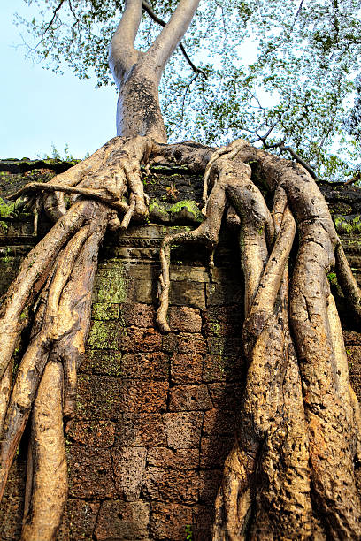 istock famous roots of angkor vat 522783785