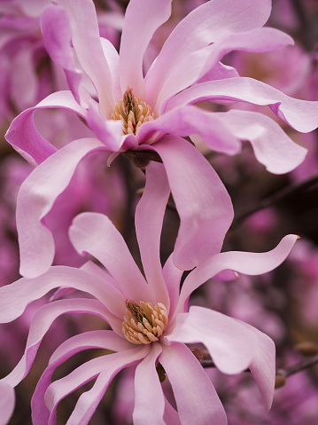 Twins of pink star magnolia flowers close up, natural background of rare magnolia stellata - vertical image