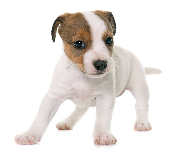 istock puppy jack russel terrier 522785722