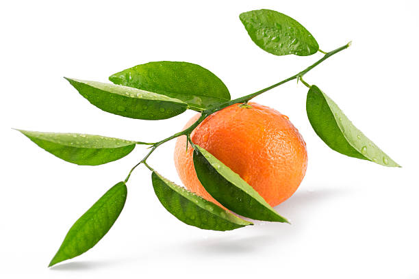 istock Mandarin orange (tangerine) isolated on white background 522787322