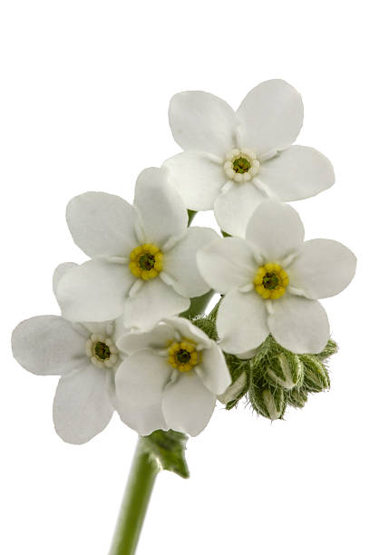 istock White flowers of Forget-me-not (Myosotis arvensis), isolated on 522787330
