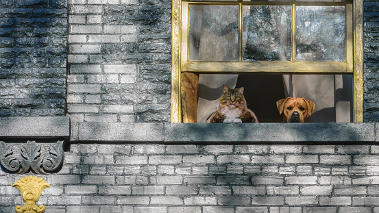 A domestic longhaired cat and a boxer dog looking out a window.