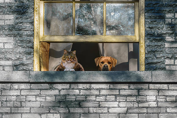 istock Cat and Dog watching from the window 522787636
