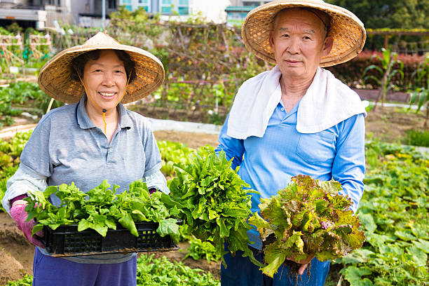 istock happy Senior couple working in vegetables garden 522787928