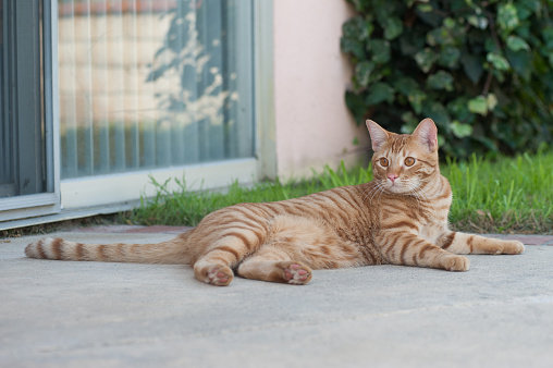 Striped cat lying sideways on the patio in backyard looking ahead.