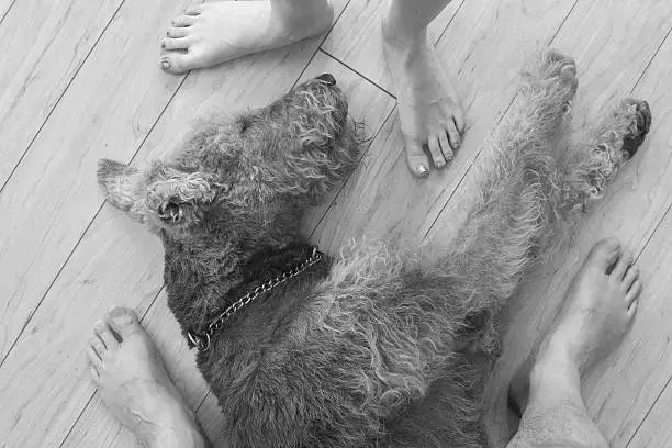 Airedale terrier dog sleeping on the floor in the residential house's living room, and barefoot man and girl stays next to. Top view directly above