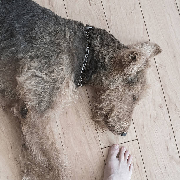 istock Airedale terrier dog sleeping on floor and man stay near 522789264