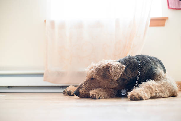 istock Airedale terrier dog sleeping on the floor next to window 522789488