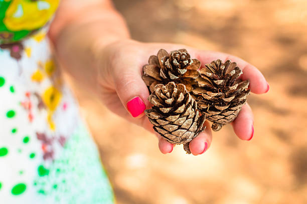 istock Girl holding three small pine cones 522789534