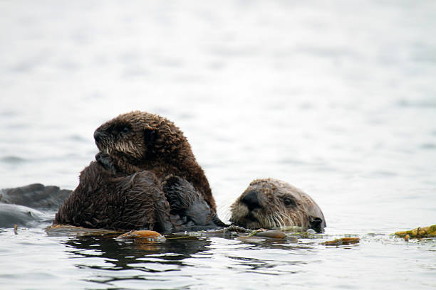 istock Mother and Baby 522790070
