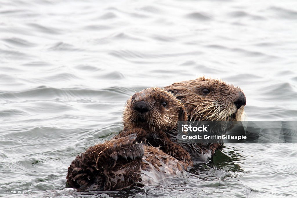 Mother and Baby Sea Otter Mother with her baby Otter Stock Photo