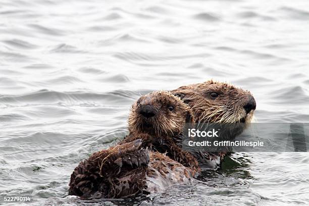 Mother And Baby Stock Photo - Download Image Now - Otter, Sea Otter, Puppy