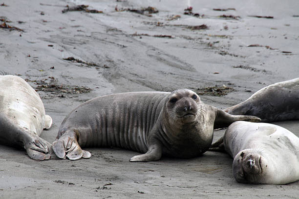 istock Elephant Seal Pup Friends 522790722