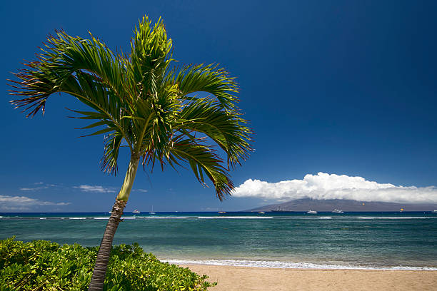 palmier et la plage. lahaina, maui, hawaï - maui beach palm tree island photos et images de collection