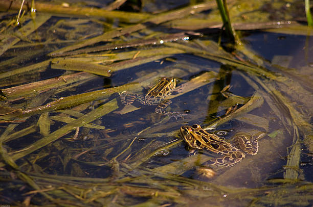 rãs em água - frog water lily pond sunlight imagens e fotografias de stock