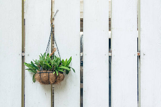 Orchid pots hanging on the wall of wood stock photo