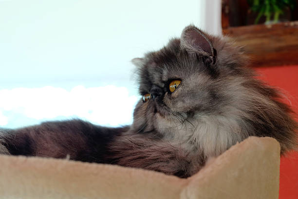istock dark hair Persian cat 522793656