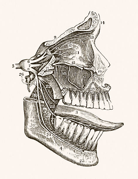 ilustrações, clipart, desenhos animados e ícones de nervo tratamento facial ilustração médico do século 19 - animal tongue