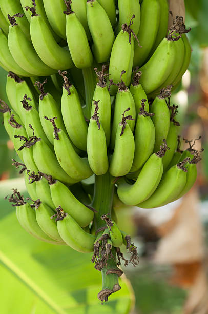 istock Close up Fresh Green Raw Cultivated Banana 522796392