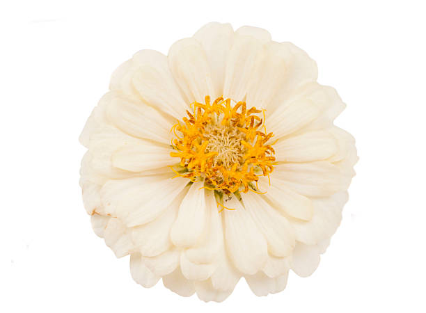 istock white flower of zinnia macro isolated 522796894