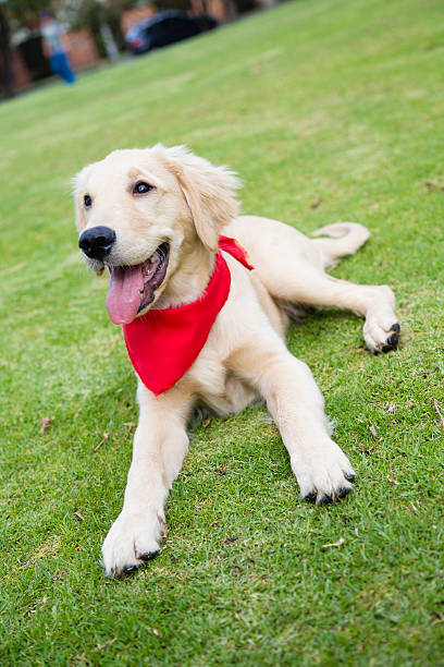 istock Golden resting at the park 522796930