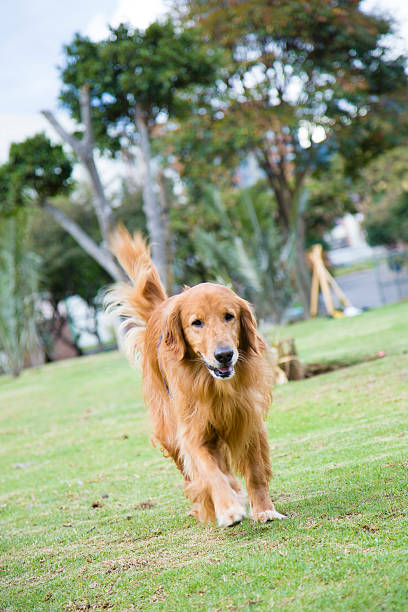 istock Old Golden walking at the park 522796970