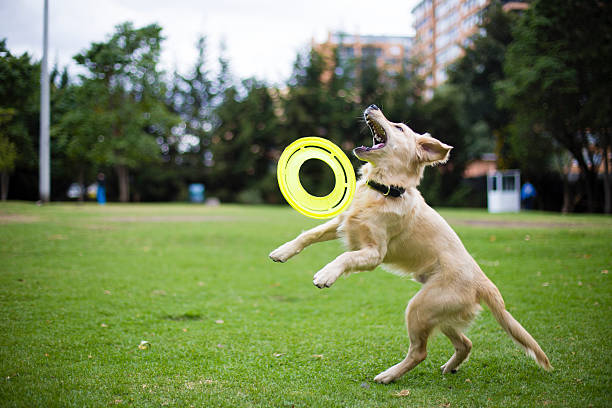 istock Dog playing with the frisbee 522797064