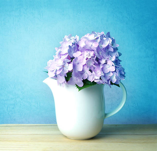 istock the sweet  blue hydrangea flowers in white vase 522797478
