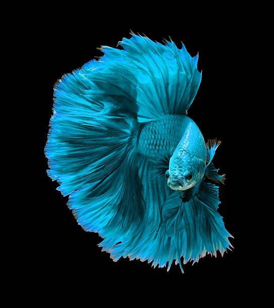 istock Blue turquoise dragon siamese fighting fish, betta fish isolated 522798106