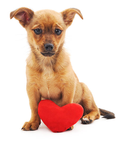 istock Brown puppy with heart. 522798450