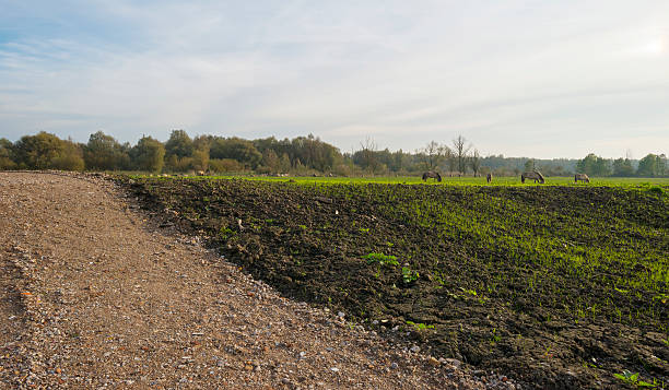 istock Konik horses grazing in a field at fall 522798483