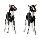 ittle goat isolated