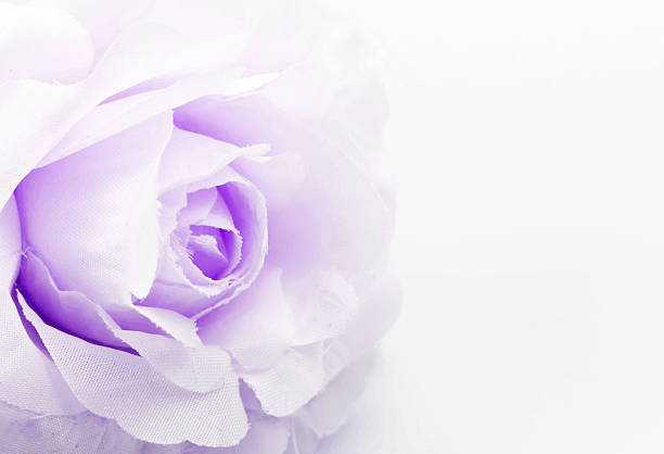 rose fake flower on white background, soft focus.