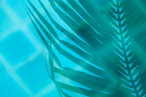 istock Abstract background of coconut leaf shadow 522798680