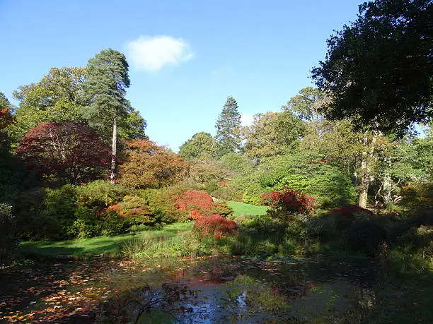 Photo showing an established rockery / rock garden with a series of conifers, Scots pine trees, evergreen azaleas and Japanese maples (acer palmatum) with autumn leaves.  The conifers and fall colours are pictured reflecting in the calm water surface of the pond on a sunny day.