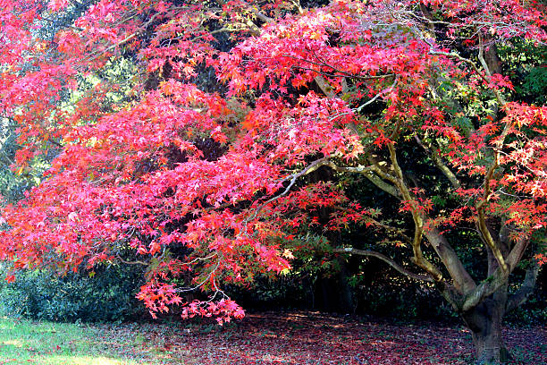 Japanese maple tree / fall (Acer Palmatum Osakazuki), red autumn leaves Photo showing a large Japanese maple tree in the fall, covered with golden orange and fiery red autumn leaves.  This maple tree (Latin name: Acer Palmatum Osakazuki) is a single specimen garden tree and is pictured in the strong afternoon sunshine, against a bright blurred garden background. acer palmatum osakazuki stock pictures, royalty-free photos & images