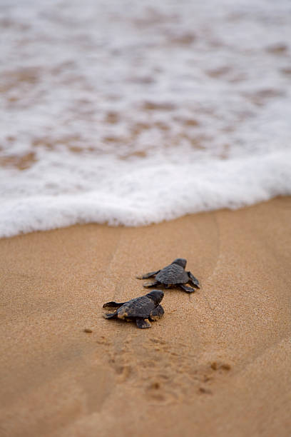 baby-schildkröten machen sie den weg zum meer - turtle young animal beach sea life stock-fotos und bilder