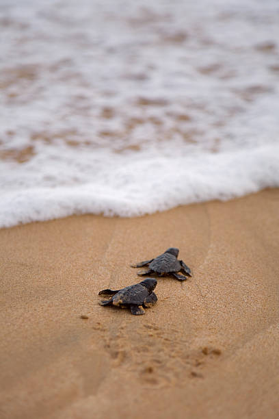 ребенок черепахи, что делает его путь к океану - turtle young animal beach sea life стоковые фото и изображения