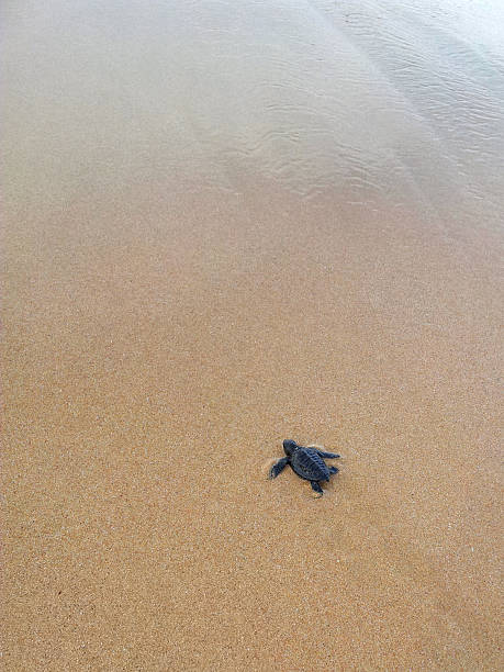 istock Baby turtles making it's way to the ocean 522799257