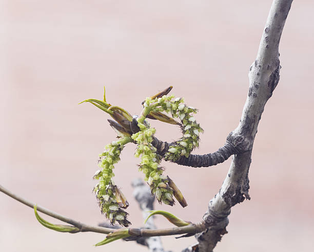 choupo branco amentilhos no ramo de primavera com bokeh de fundo - forest flower aments blossom - fotografias e filmes do acervo