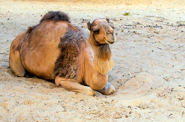Camel at the Pushkar Fair ( Pushkar Camel Mela ) Rajasthan, India