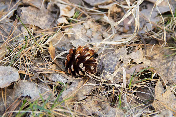 Fir-cone on the ground in the spring